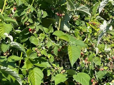 Дача · 2 комнаты · 42 м² · 6 сот., Садовая 95 — С.Актас за 10.5 млн 〒 в Талгаре