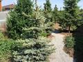 Отдельный дом · 4 комнаты · 150 м² · 25 сот., Молдагулова 1А за 137.7 млн ₸ в Акколе — фото 23