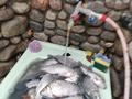 Жеке үй · 3 бөлме · 163 м² · 15 жүзд., Нижнее теректы 24 — По капчагайской трассе, озеро ащибулак, 18 км от города, бағасы: 50 млн ₸ в  — фото 72