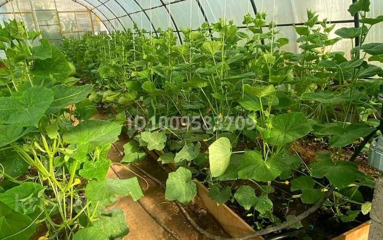 Жеке үй · 2 бөлме · 200 м² · 15 жүзд., Өскен 47, бағасы: 95 000 ₸ в Уральске — фото 13