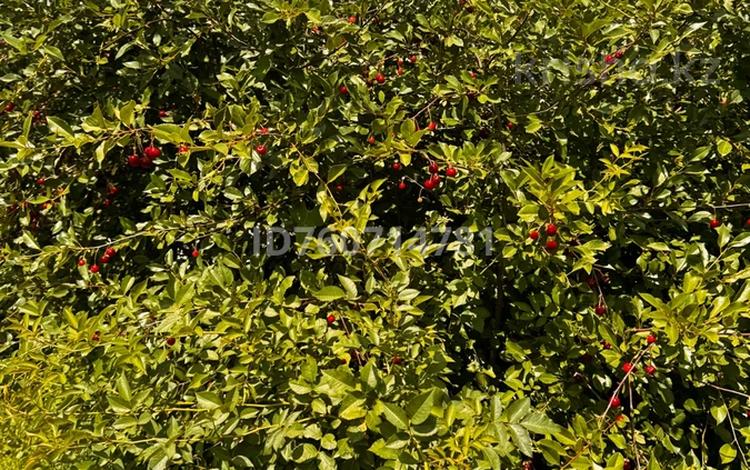 Дача · 2 комнаты · 32 м² · 10 сот., Кенгирская 26 за 1 млн 〒 в Жезказгане — фото 2