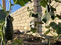 Участок · 12 соток, Жаңа қоныс — Пляждың жолында за 8 млн ₸ в  — фото 16