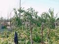 Дача · 1 комната · 16 м² · 7.5 сот., мкр Кокарна, 6-ая улица 16 — Рыбник за 10 млн ₸ в Атырау — фото 8