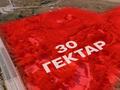Участок · 30 га, Бейбарыса 77/1 за 1.5 млрд ₸ в Байсерке — фото 2