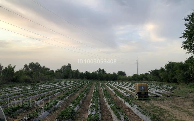Плодоносящий Сад Клубника · 1000 м² за 10 млн 〒 в Есик — фото 2