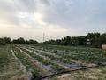 Плодоносящий Сад Клубника · 1000 м² за 10 млн 〒 в Есик — фото 3