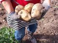Отдельный дом · 4 комнаты · 65 м² · 11 сот., Элеваторная 13а — Ленина за 15 млн ₸ в Успенках — фото 5