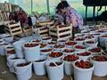 Жер телімі · 700 сотық, Түрген, бағасы: 66 млн ₸ в Турген