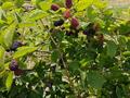 Жер телімі · 700 сотық, Түрген, бағасы: 66 млн ₸ в Турген — фото 8