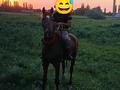 Жеке үй · 4 бөлме · 140 м² · 24 жүзд., Абдрахман 65 — Тәуке хан, бағасы: 13 млн ₸ в Бактыбая жолбарысулах — фото 6
