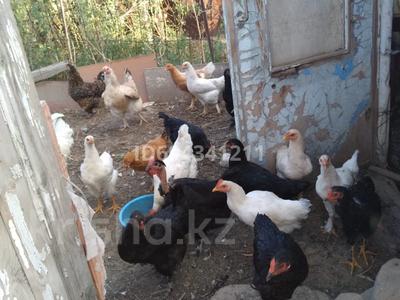 Дача · 3 комнаты · 60 м² · 8 сот., Цветочная 1 — Красный камень конечная маршрут 14 за 3 млн 〒 в Талдыкоргане