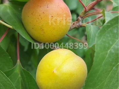 Плодоносящии сад 25 га, общая площадь участка 70 га · 70000 м² за 110 млн 〒 в Чундже