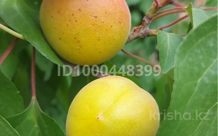 Плодоносящии сад 25 га, общая площадь участка 70 га · 70000 м² за 110 млн 〒 в Чундже — фото 2