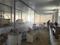Дача · 6 комнат · 200 м² · 2600 сот., Караул Тобе 1 за 80 млн ₸ в Кызылординской обл. — фото 23