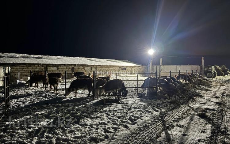 Крестьянское хозяйство · 110000 м² за 32 млн ₸ в Алгабас — фото 2