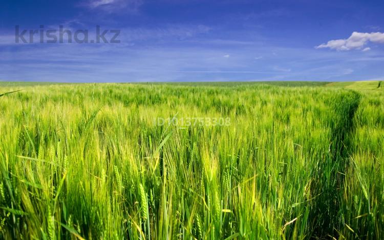 Жер телімі · 1000 га, Арнасай, бағасы: 500 млн ₸ — фото 5