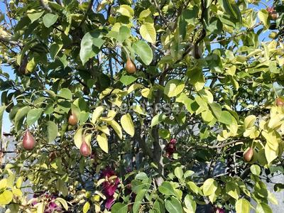 Отдельный дом · 4 комнаты · 150 м² · 14 сот., мкр Кара депо, Шаган 21 21 — Возле АК кайын бани за 24 млн 〒 в Атырау