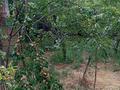 Отдельный дом · 4 комнаты · 80 м² · 12 сот., Сарыбай би — Молдагуловой за 17 млн ₸ в Узынагаш — фото 8