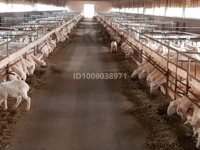 Жер телімі · 650 га, Арысь, бағасы: 205 млн 〒