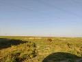 Участок · 500 соток, мкр Жидели за 100 млн ₸ в Шымкенте, Абайский р-н — фото 4