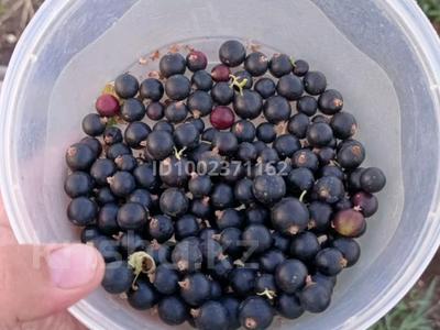 Дача · 2 комнаты · 20 м² · 12 сот., мкр Михайловка , Сиреневая 12 — Саранске шоссе, дачное сообщество Свежесть за 5.5 млн 〒 в Караганде, Казыбек би р-н