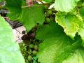 Участок · 9 соток, мкр Тастыбулак, СОАлмалы 16 за 65 млн ₸ в Алматы, Наурызбайский р-н — фото 18