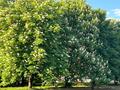 Жер телімі · 470 сотық, Алматы, бағасы: ~ 2.4 млрд ₸