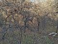 Дача · 4 комнаты · 85 м² · 14 сот., Вишневая, 30 — 19 км за 7 млн ₸ в Кемертогане — фото 5