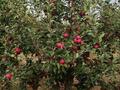 Жер телімі · 8 га, Байдибек би, бағасы: 38 млн ₸