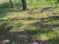 Участок · 12.1 сотка, мкр Баганашыл, Фруктовая 30 за 205 млн ₸ в Алматы, Бостандыкский р-н — фото 9