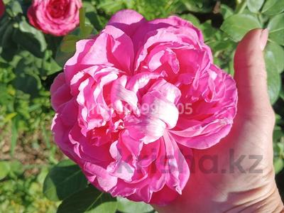 Отдельный дом · 4 комнаты · 92 м² · 7 сот., Абдирова за 35 млн 〒 в Жезказгане