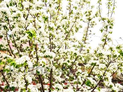 Отдельный дом · 3 комнаты · 46.9 м² · 5.19 сот., Переулок 9 1 — Пересечение переулка с улицей Молодой Гвардии за 12.5 млн 〒 в Рудном