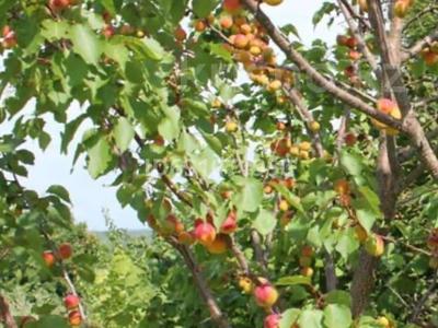 абрикосовый сад за 250 млн 〒 в Чундже