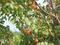 абрикосовый сад за 250 млн 〒 в Чундже