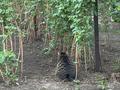 Отдельный дом · 3 комнаты · 64 м² · 7 сот., мкр Горный Гигант, Иванилова 7 — Пересечение Нурлыбаева-Иванилова за 220 млн ₸ в Алматы, Медеуский р-н — фото 5