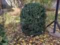 Жеке үй · 8 бөлме · 300 м² · 10 жүзд., Киикоты, бағасы: 80 млн ₸ в Шымкенте, Енбекшинский р-н — фото 5