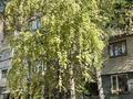 1-бөлмелі пәтер · 35 м² · 3/5 қабат, №8 ш/а., бағасы: 300 000 ₸ в Алматы, Ауэзовский р-н — фото 18