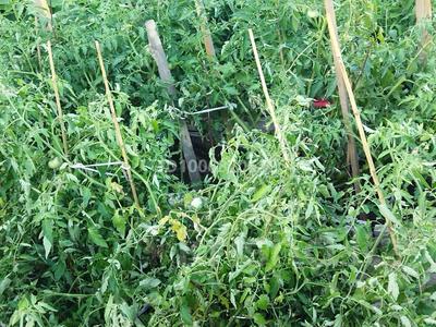 Дача · 2 комнаты · 32 м² · 6 сот., 4 66 — Учхоз/гольфклуб за 23 млн 〒 в Астане, Есильский р-н