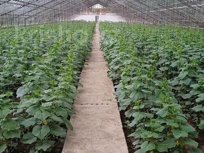 Өнеркәсіптік база · 0.3 га, Сакена сейфуллина 2, бағасы: 30 млн ₸ в Абае