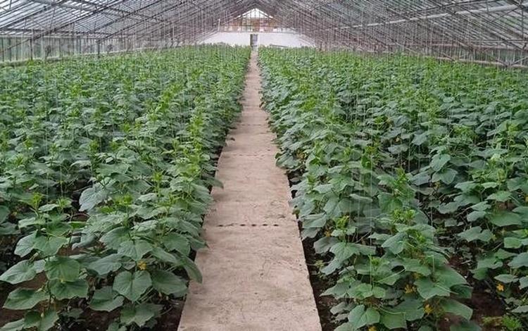 Өнеркәсіптік база · 0.3 га, Сакена сейфуллина 2, бағасы: 30 млн ₸ в Абае — фото 2