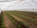 Сельское хозяйство • 600 м² за 12 млн 〒 в Кемертогане
