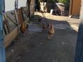 Отдельный дом · 4 комнаты · 47.5 м² · 11 сот., 2-я Набережная 78 за 7 млн ₸ в Павлодарской области — фото 9
