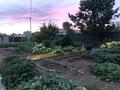Промбаза · 36 соток, 40 лет Экибастузу 70 за 79 млн ₸ — фото 87