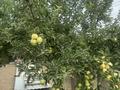 Отдельный дом · 2 комнаты · 100 м² · 40 сот., 246 21 — 8 участок за 20 млн ₸ в Кульсары — фото 6