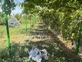 Жеке үй · 5 бөлме · 137.5 м² · 40 жүзд., Досымбекулы — Начало улицы, бағасы: 25 млн ₸ в Шакена Ниязбекова (Бесжылдык) — фото 22
