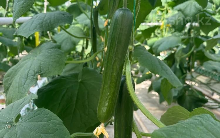 Промбаза · 50 соток, Пушкина 80 за 750 млн 〒 в Астане, р-н Байконур — фото 2