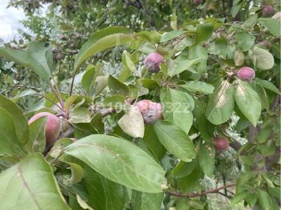 Дача · 2 комнаты · 34 м² · 12 сот., мкр Зарослый, Садовая за 6 млн 〒 в Атырау