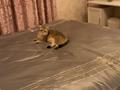 3-бөлмелі пәтер · 74 м² · 1/3 қабат, Проезд Ткацкий 8 — Район Текстиля, бағасы: 27 млн ₸ в Шымкенте, Аль-Фарабийский р-н