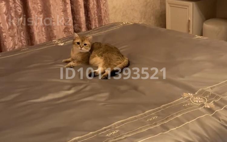 3-бөлмелі пәтер · 74 м² · 1/3 қабат, Проезд Ткацкий 8 — Район Текстиля, бағасы: 27 млн ₸ в Шымкенте, Аль-Фарабийский р-н — фото 2