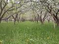 Участок · 15 соток, Туркестанская обл. за 15 млн ₸ — фото 5
